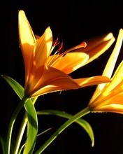 JPG Image, 13KB, 176px × 220px